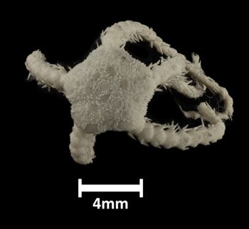 Media type: image;   Invertebrate Zoology OPH-3512 Description: Top of brittle star with a view of the disc.;  Aspect: dorsal